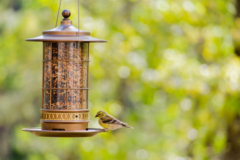 Wild Birdfeed & Feeders