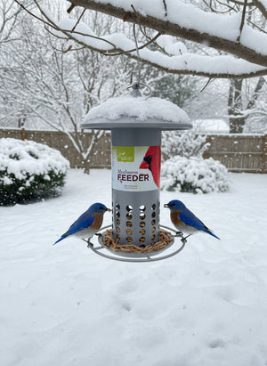 Galvanized Mealworm Feeder