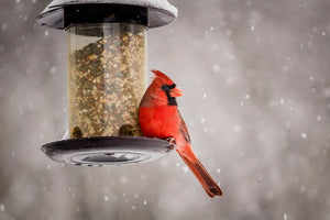How to Attract Winter Birds in Ohio