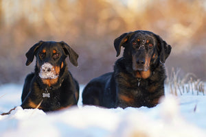 Preparing for Sub-Zero Temperatures: A Guide for Protecting Your Animals