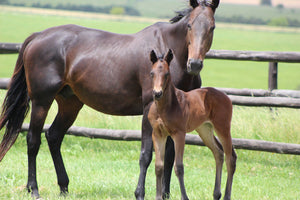 Feed Smarter: Why Specialty Horse Feeds Are the Future