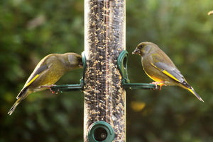 Top 10 Reasons To Feed Your Birds Here In Ohio