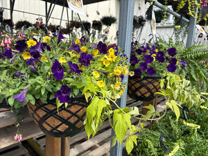 14" Moss Hanging Basket