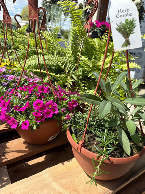 8" Hanging Basket