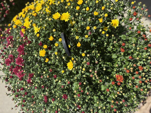 12" Hanging Mum Basket