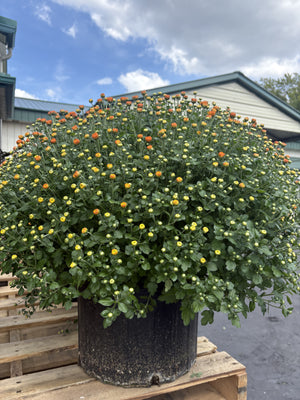 14" Black Pot Mum