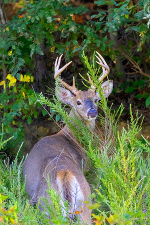  Hunting Season Is Here! 