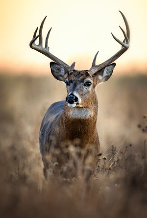  Hunting Season Is Almost Here... 