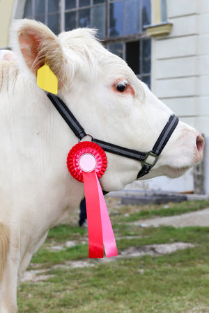 Fair Season Is Here! 