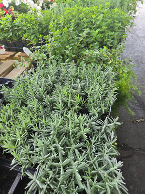 Herb Pot