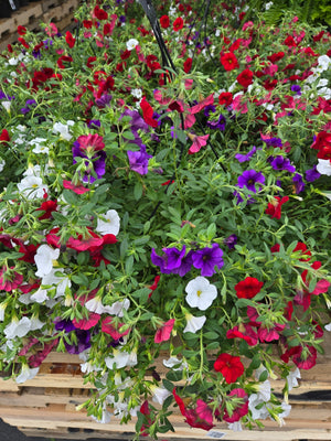 10" Hanging Basket
