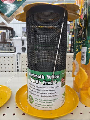 Mammoth Yellow Thistle Fe