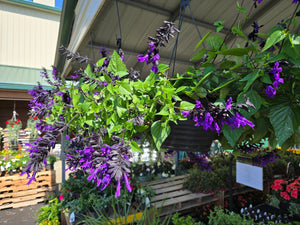 Hanging Basket 10"