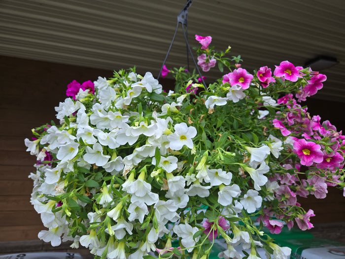 10" Hanging Basket