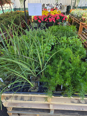 Herb Pot Black Square