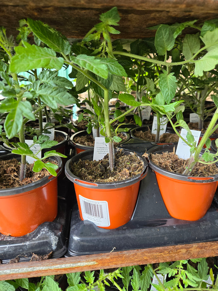 4-Inch Vegetable Pot