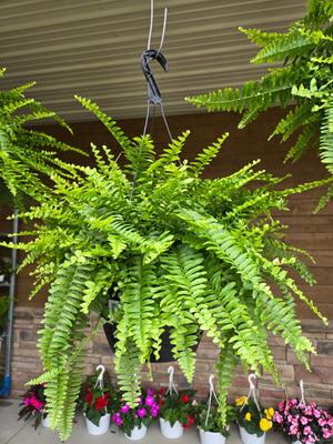 10" Fern Hanging Basket