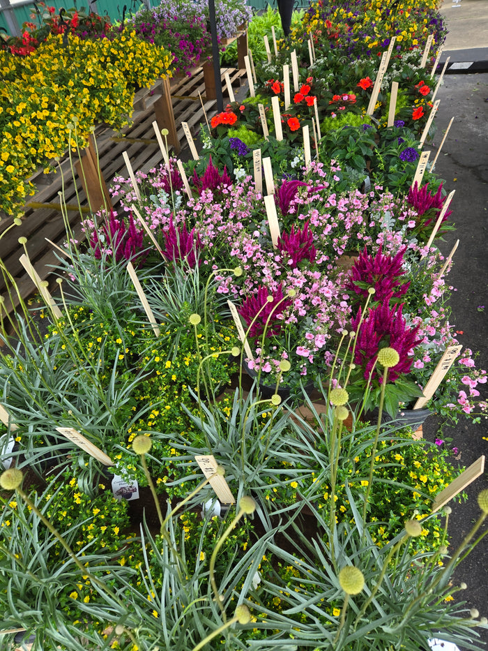 9-Inch Planter
