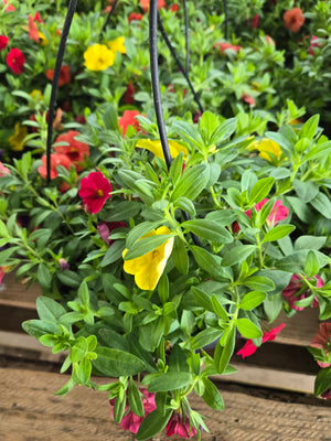 10" Hanging Basket