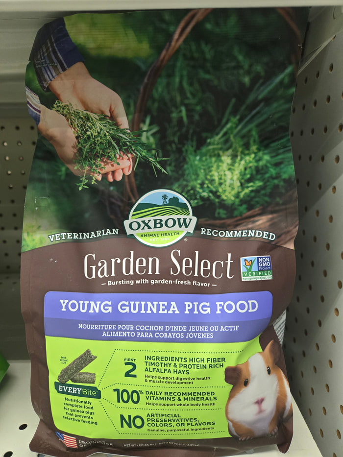 Oxbow Young Guinea Pig 4#