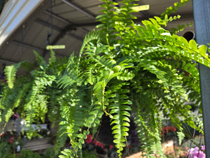 Fern Hanging Basket 10"