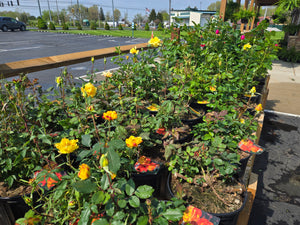 Rose Bushes