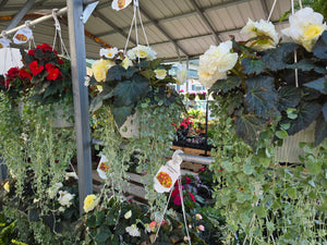 12" Hanging Basket