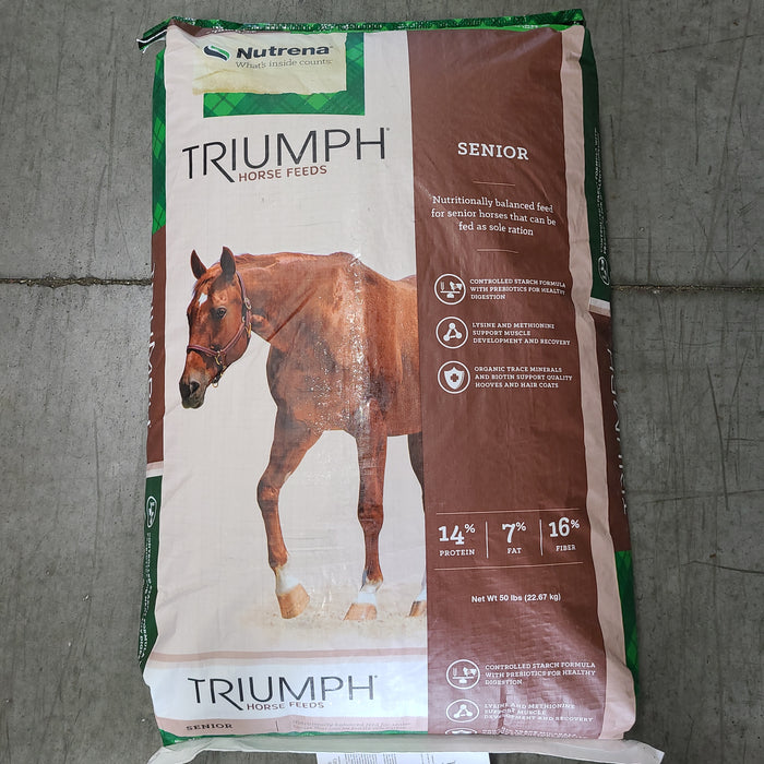 Triumph senior horse